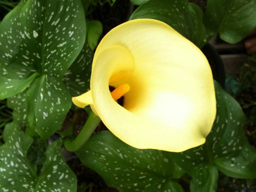 Калла Black Magic (Блек Меджик) - Долина роз фото 4