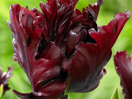 Тюльпан Love Parrot (Лав Пэррот) - Долина роз фото 2