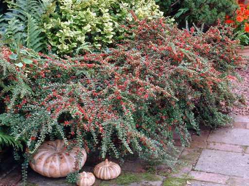 Кизильник Корал Бьюти - Долина роз фото 6