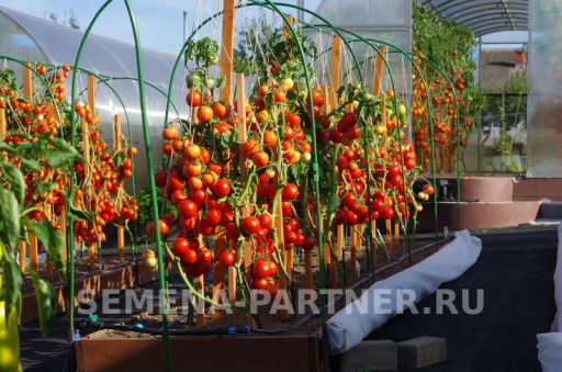 Томат Любаша - Партнер фото 8