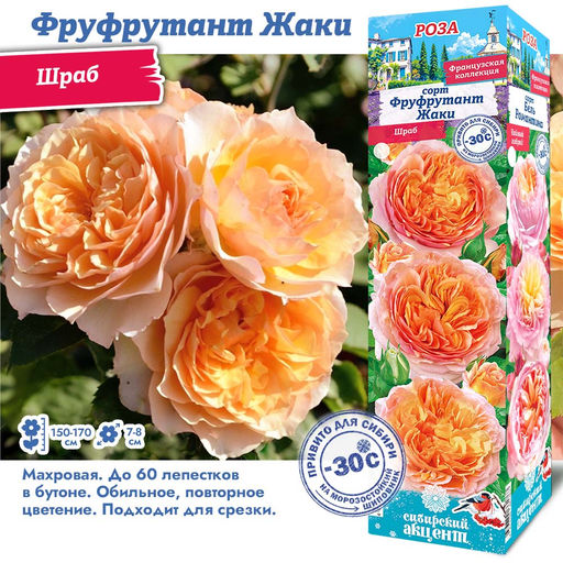 Роза Фруфрутант Жаки (Шраб) 1шт