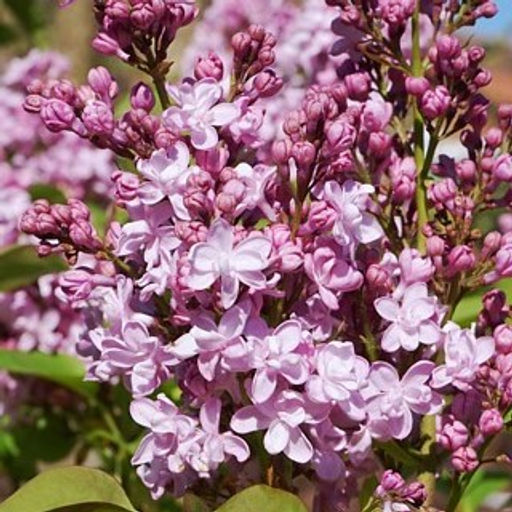 Сирень обыкновенная Жемчужина - 7цветов фото 2