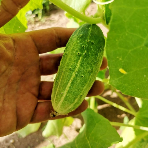 Огурцы Аксельские от Помидома - Дом помидоров фото 8