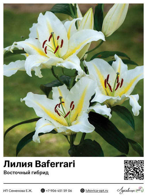 Лилия Baferrari (Восточный ориентальный гибрид)