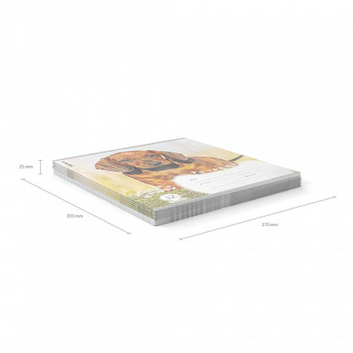 Цена за 10 шт. Тетрадь школьная ученическая ErichKrause Щенки, 12 листов, линейка (в плёнке по 10 шт.)_MIX-PACK  фото 11