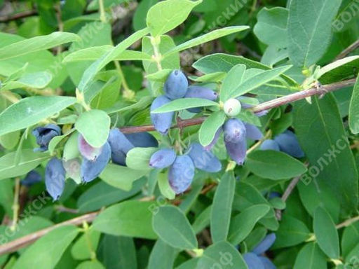 Жимолость Сувенир