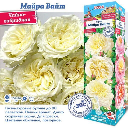 Роза Майра Вайт (Чайно-гибридная) 1шт