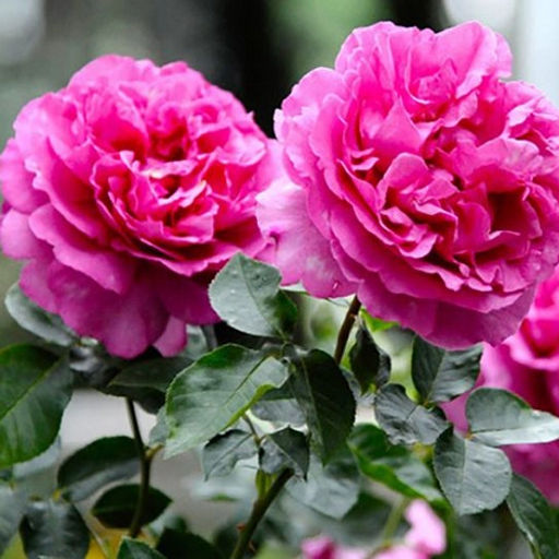 R189 ИВ ПЬЯЖЕ