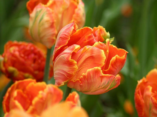 Тюльпан Orange Rococo (Оранж Роккоко)