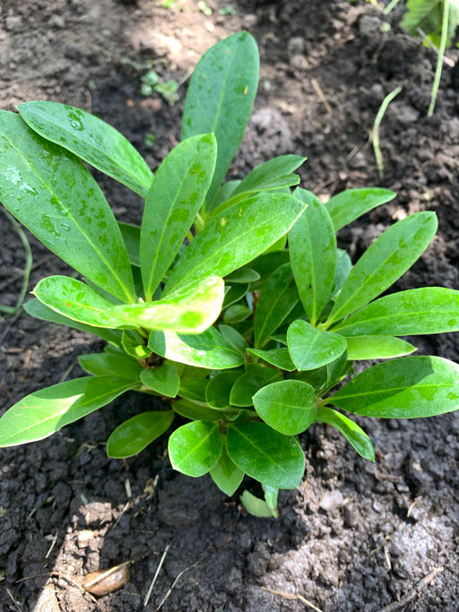 Рододендрон Каннингемс Уайт