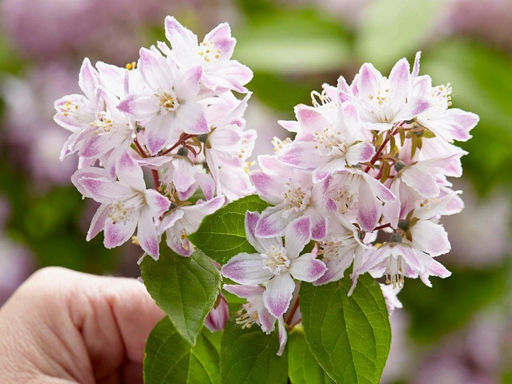 Дейция Распбери Сандей - Долина роз фото 2