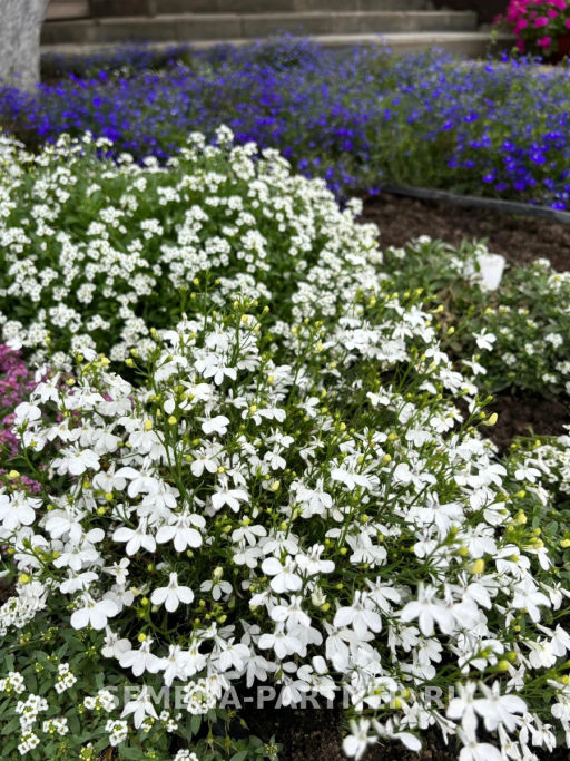 Лобелия каскадная Ривьера Уайт - Партнер фото 4
