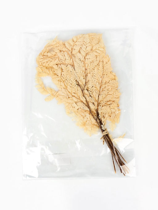 Сухоцвет Папоротник МИКС, 10 шт в упаковке