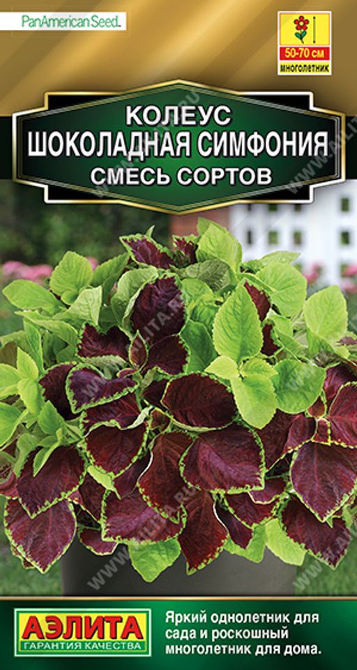 Колеус Шоколадная симфония, смесь сортов