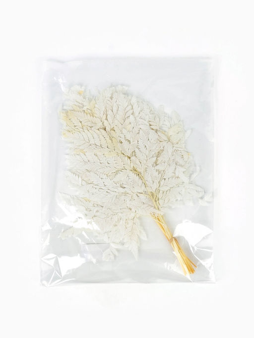 Сухоцвет Папоротник МИКС, 10 шт в упаковке