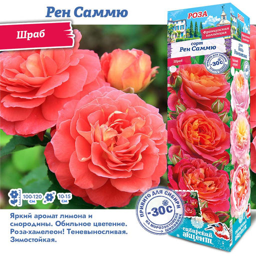 Роза Рен Саммю (Шраб) 1шт