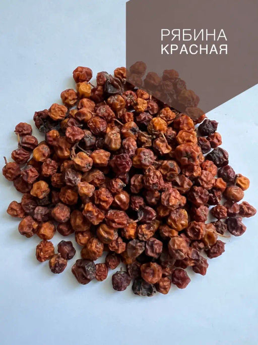 Рябина красная