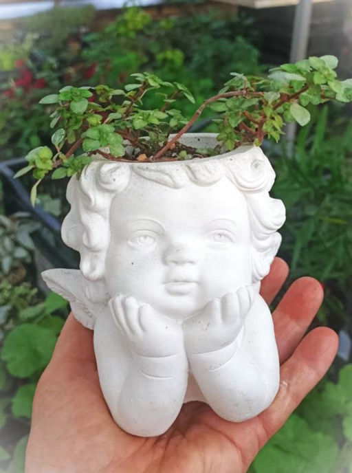 Пилея Глаука в кашпо Ангел - 1000корней фото 2