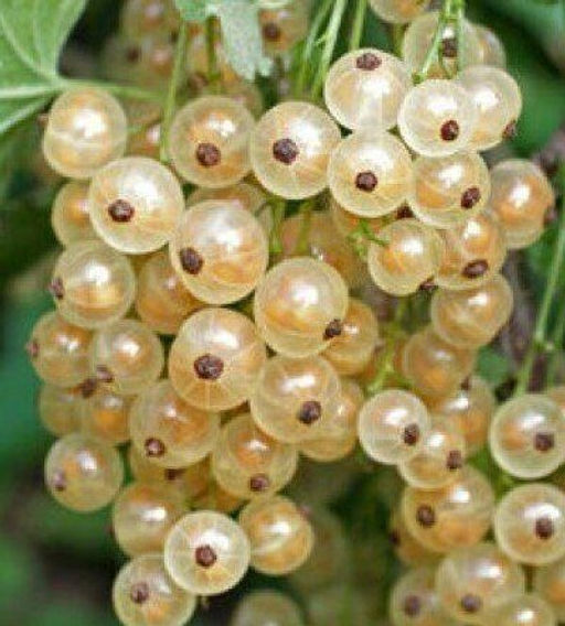 Смородина Баяна белая (коробка) 1шт