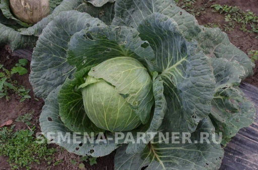 Капуста белокочанная позднеспелая Мегатон - Партнер фото 3