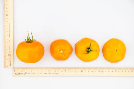 Томат Золотой Орфей - Партнер фото 7