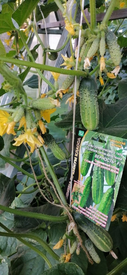 Огурец ВЕРНОСТЬ F1 Суперпучковый тип! Гибрид с букетными веточками! - Уральский дачник фото 5