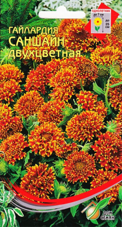 Гайллардия Саншайн, двуцветная