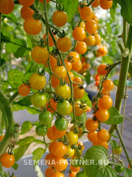 Томат Дори - Партнер фото 4