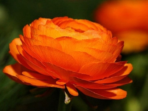 Лютик оранжевый (Ranunculus Orange) 10шт - Долина роз фото 3