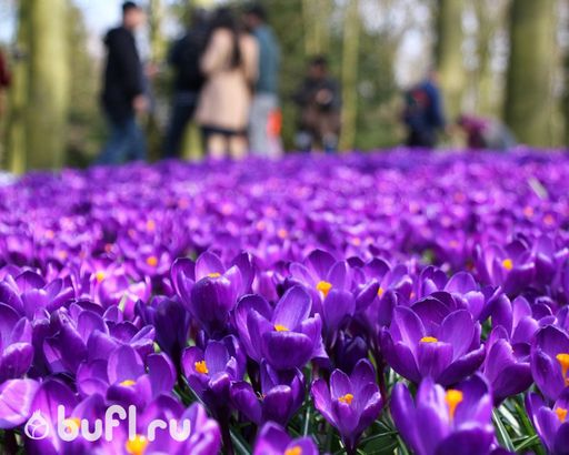 Крокус Flower Record (10 луковиц) - Bufl фото 3