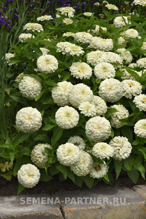 Цинния георгиновидная Фэнтези Белый Антик - Партнер фото 4