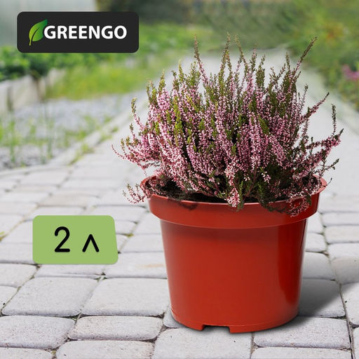 Цена за 5 шт. Горшок для рассады, 2 л, d=17 см, h=13 см, терракот, Greengo