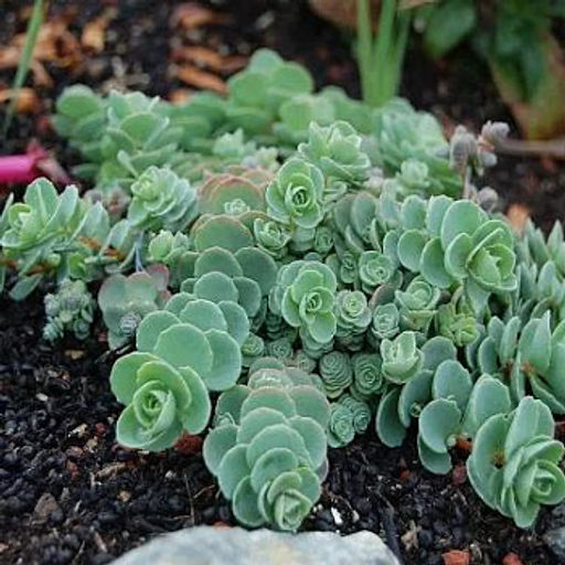 Очиток гибридный Эверса (листья голубые) - 1000корней фото 2