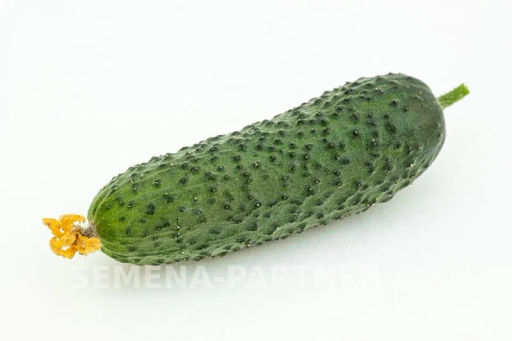 Огурец партенокарпический Бьерн - Партнер фото 5