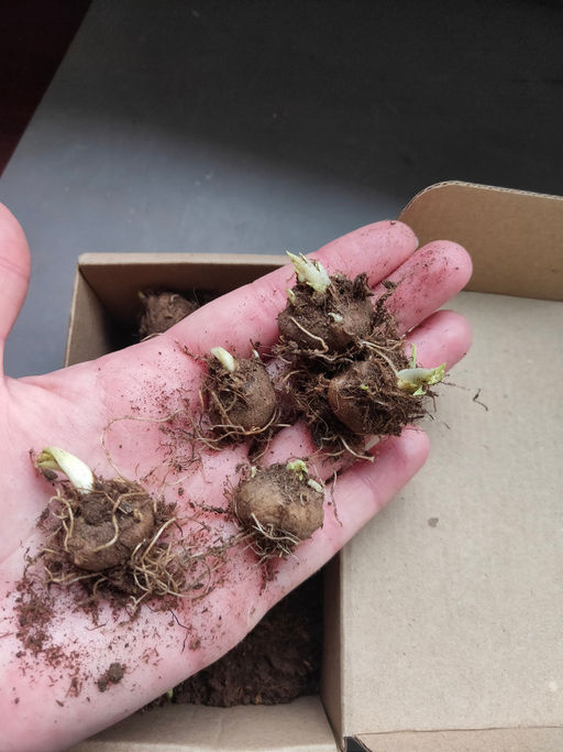 Лиатрис колосковидный белый (Spicata Alba) 10шт