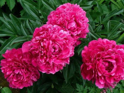 Пион Kansas (Канзас) - Долина роз фото 3