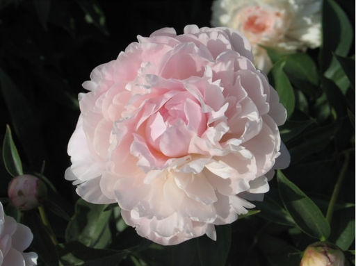 ПИОН Соланж Разбор 2/3 n Кол-во упак., шт 1