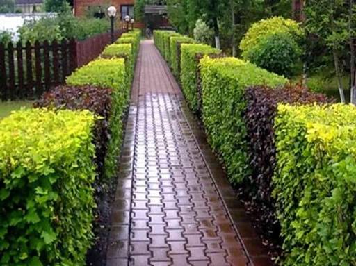 Пузыреплодник калинолистный зеленый