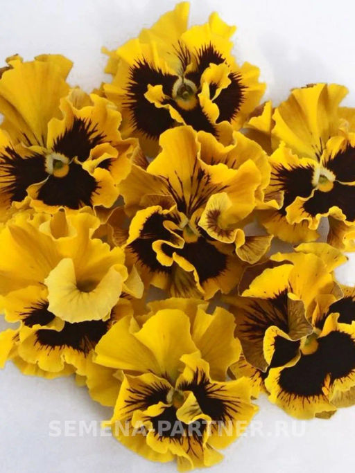 Виола бахромчатая Танго-Манго Кан-Кан - Партнер фото 6