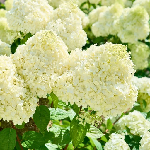 Гортензия метельчатая Панателла