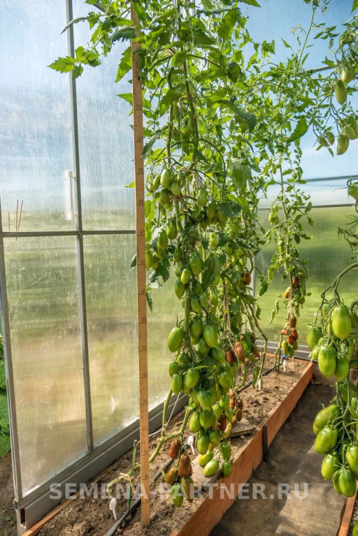 Томат Бурая Гроздь - Партнер фото 4
