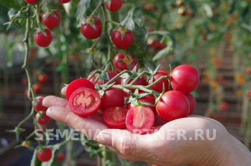 Томат Черрилулу - Партнер фото 4