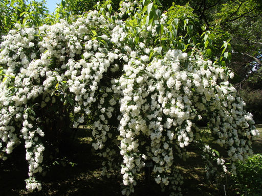 Дейция Магнифика, 40-60 см