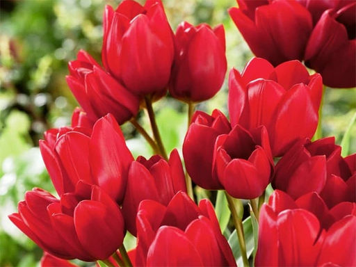 Тюльпан Red Bouquet (Ред Букет) - Долина роз фото 4