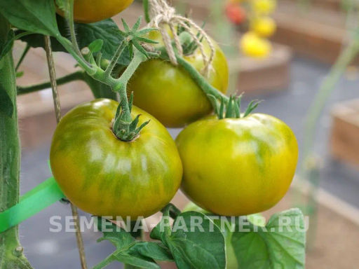 Томат Зеленая Тайна Личинки - Партнер фото 4