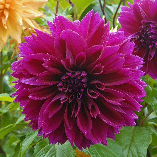 ГЕОРГИНА Томас А. Эдисон Разбор I Кол-во упак., шт 1