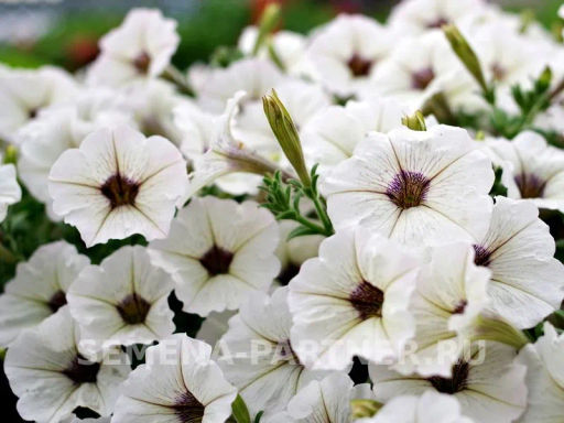 Петуния Мон Амур Виржини прямостоячая белая с глазком - Партнер фото 5