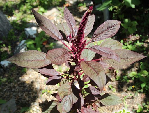 2 шт. Амарант (трава и цветы) - Мариславна фото 2