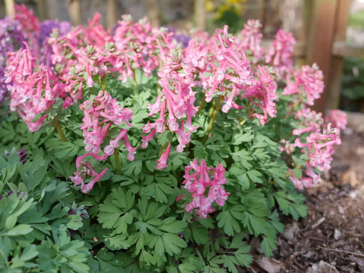 Хохлатка Бет Эванс - Долина роз фото 2