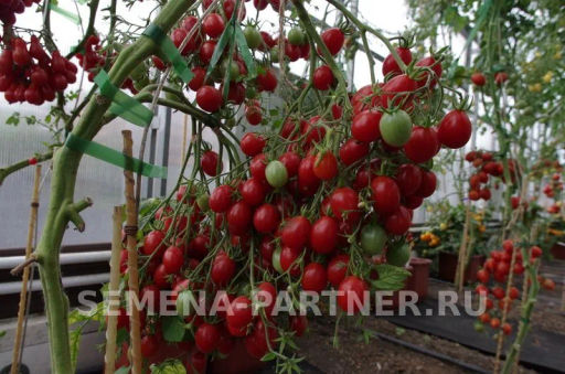 Томат Монпансье - Партнер фото 7